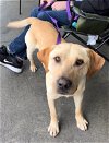 adoptable Dog in , NY named EARL