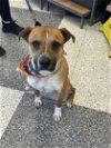adoptable Dog in woodbury, NY named MARTIN
