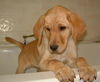 NELLIE