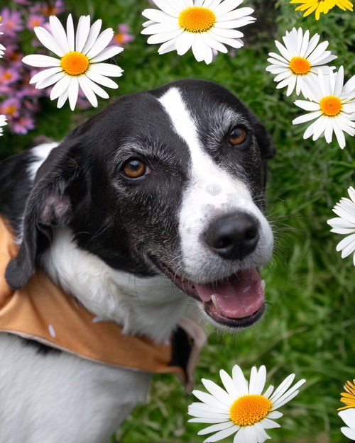 MYRA, a dog for adoption from Last Chance Animal Rescue