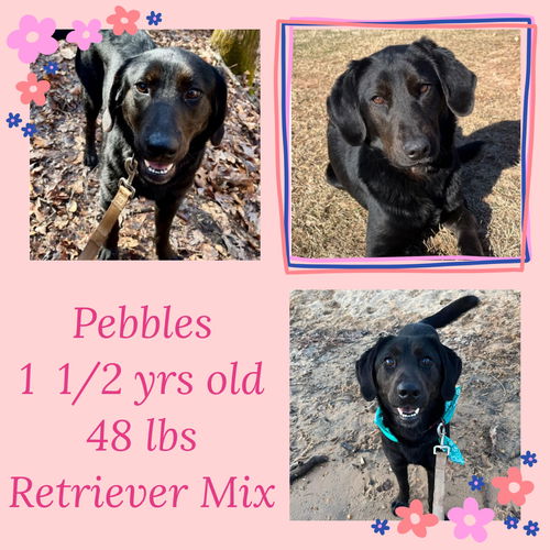 PEBBLES