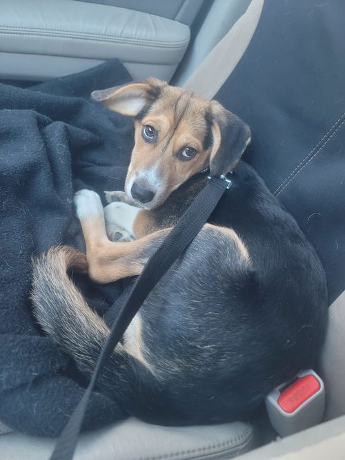 BAMBI