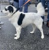 adoptable Dog in woodbury, NY named ROVER BOY