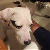 adoptable Dog in woodbury, NY named ROYAL