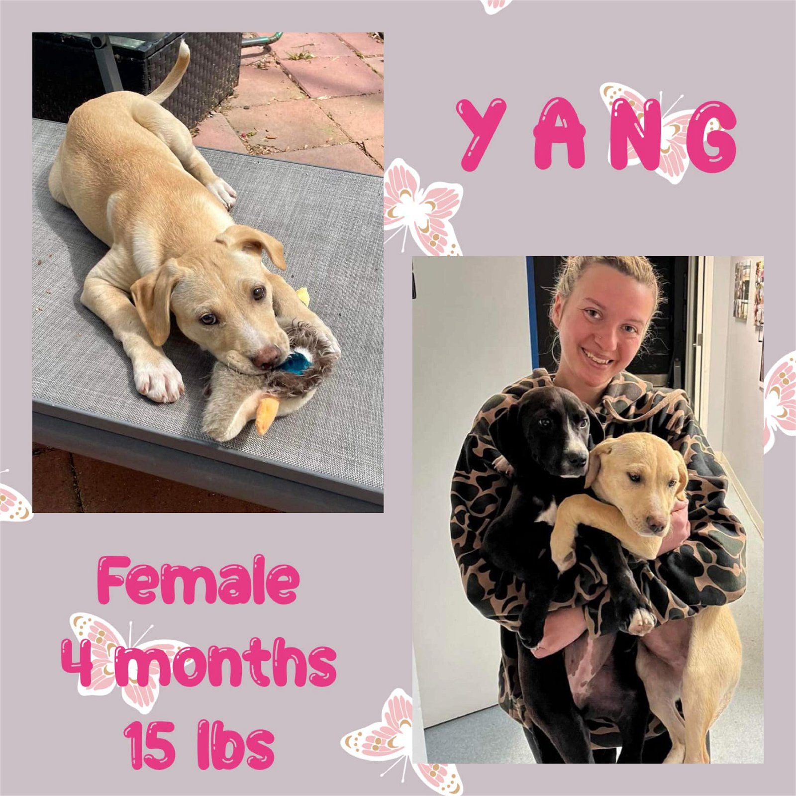 adoptable Dog in Woodbury, NY named YANG