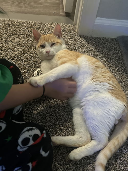OLLIE