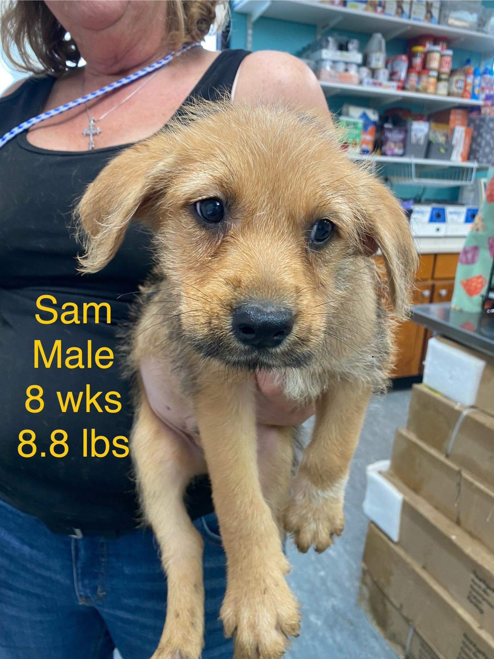 adoptable Dog in Woodbury, NY named SAM