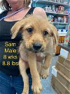 adoptable Dog in woodbury, NY named SAM