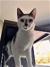 adoptable Cat in woodbury, NY named QUINN