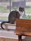 adoptable Cat in woodbury, NY named SADIE