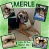 adoptable Dog in woodbury, NY named MERLE