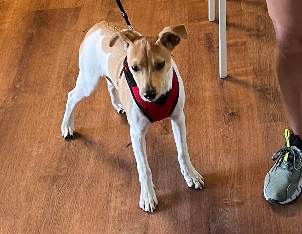 adoptable Dog in Woodbury, NY named PRINCE HARRY