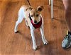 adoptable Dog in woodbury, NY named PRINCE HARRY