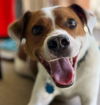 BARKLEY