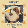 adoptable Dog in  named BARKLEY