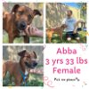 adoptable Dog in  named ABBA