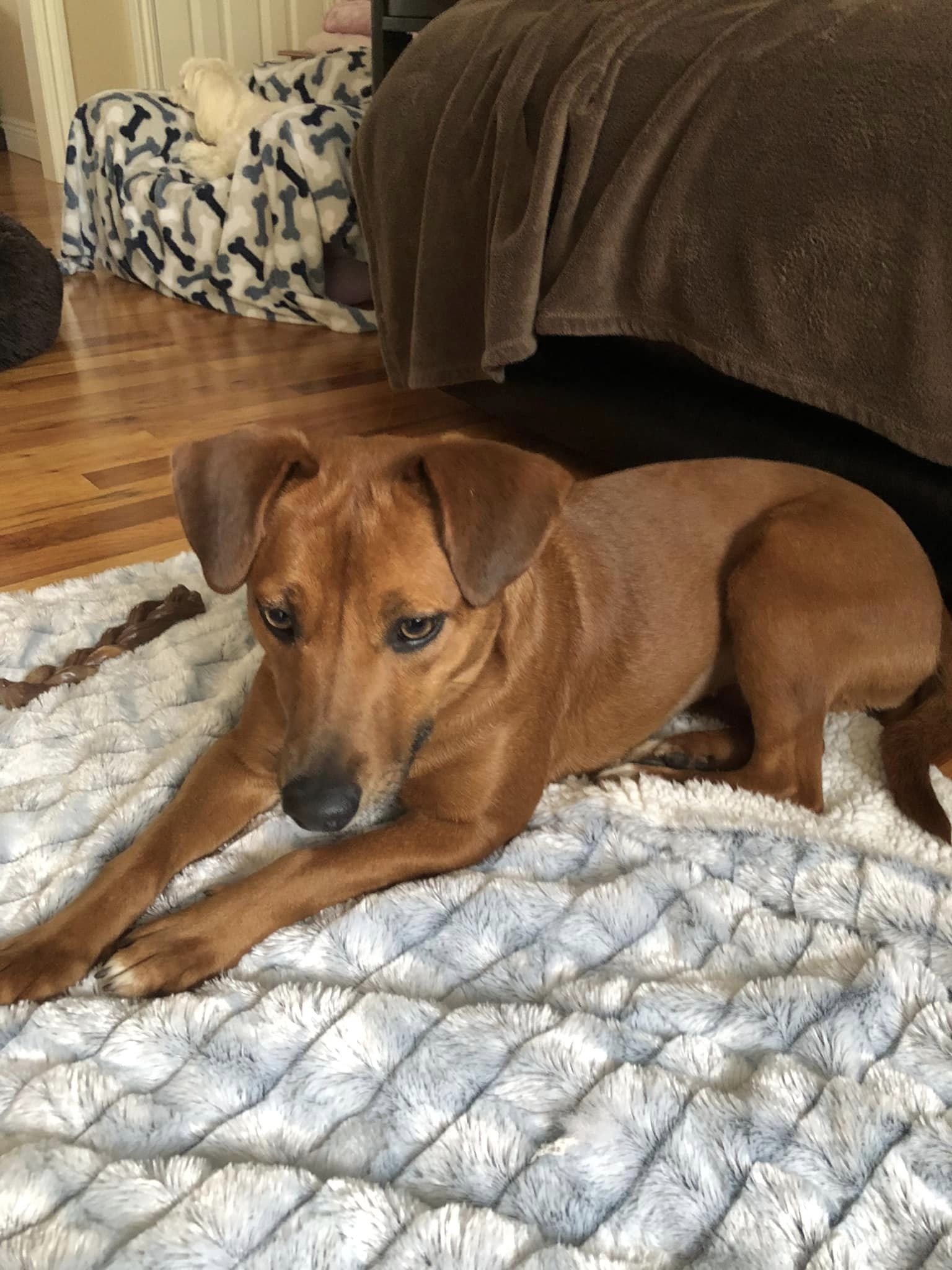 adoptable Dog in Woodbury, NY named ABBA