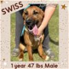adoptable Dog in  named SWISS