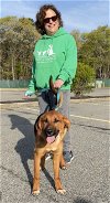 adoptable Dog in holbrook, NY named SWISS