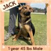 adoptable Dog in  named JACK