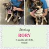 adoptable Dog in holbrook, NY named RORY