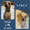 adoptable Dog in  named LUCKY