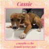 adoptable Dog in  named CASSIE