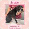 adoptable Dog in  named ASOKA