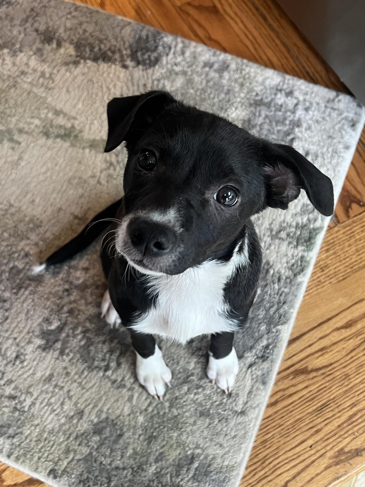 adoptable Dog in Woodbury, NY named ASOKA