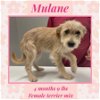 adoptable Dog in  named MULANE