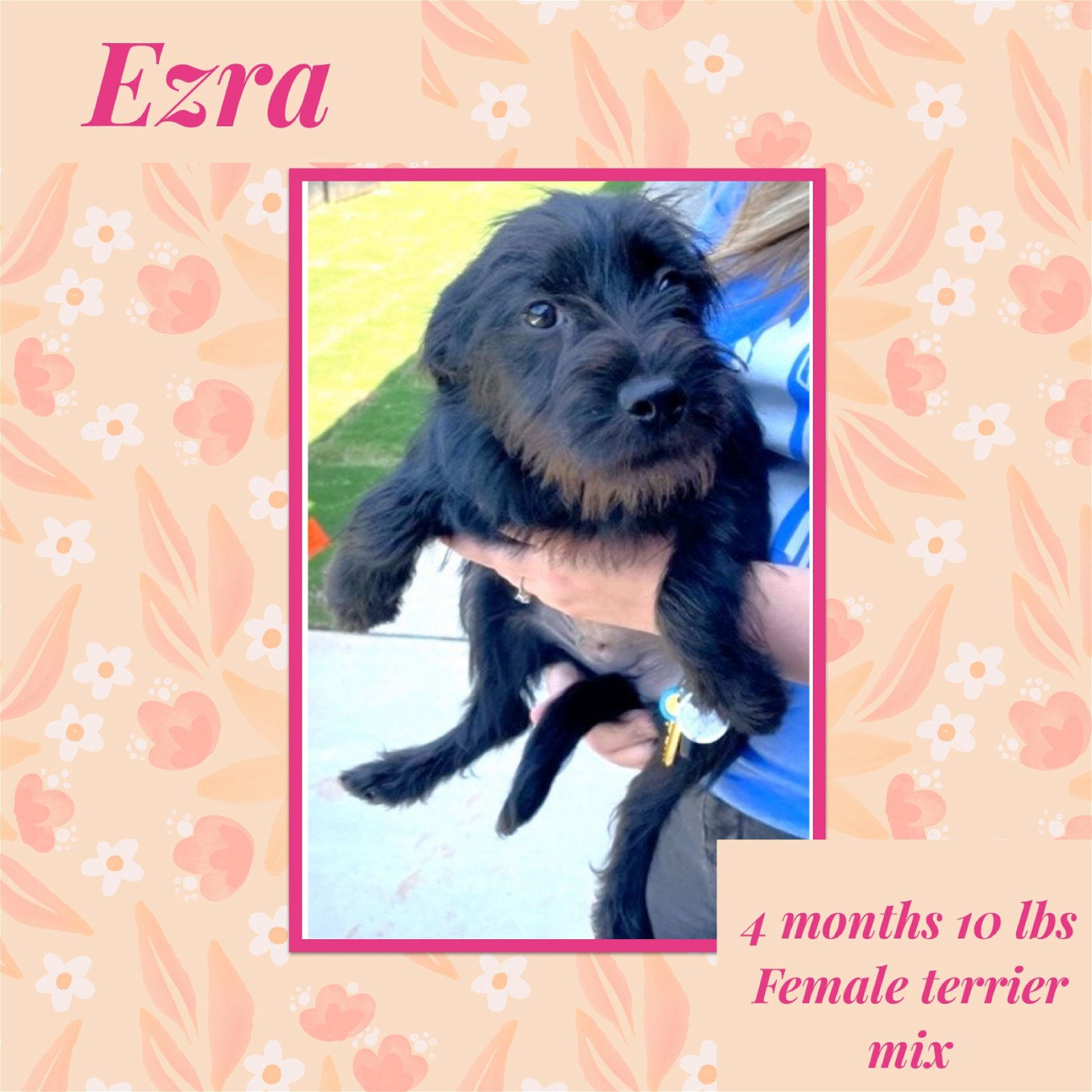 adoptable Dog in Holbrook, NY named EZRA