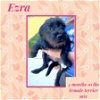 adoptable Dog in , NY named EZRA