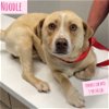 adoptable Dog in  named NOODLE