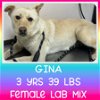 adoptable Dog in  named GINA