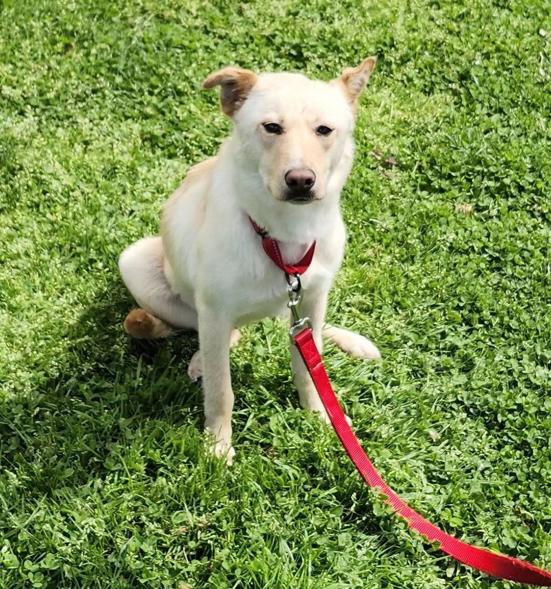 adoptable Dog in Woodbury, NY named GINA