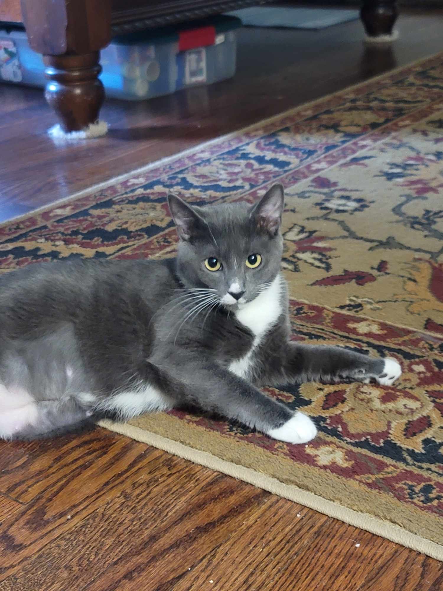adoptable Cat in Woodbury, NY named FLORA