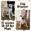 adoptable Dog in  named CLUB STACKER