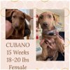 adoptable Dog in  named CUBANO