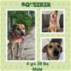 adoptable Dog in  named SQUEEKER