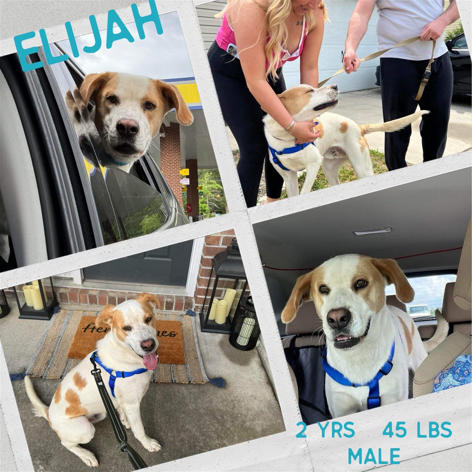 adoptable Dog in Holbrook, NY named ELIJAH