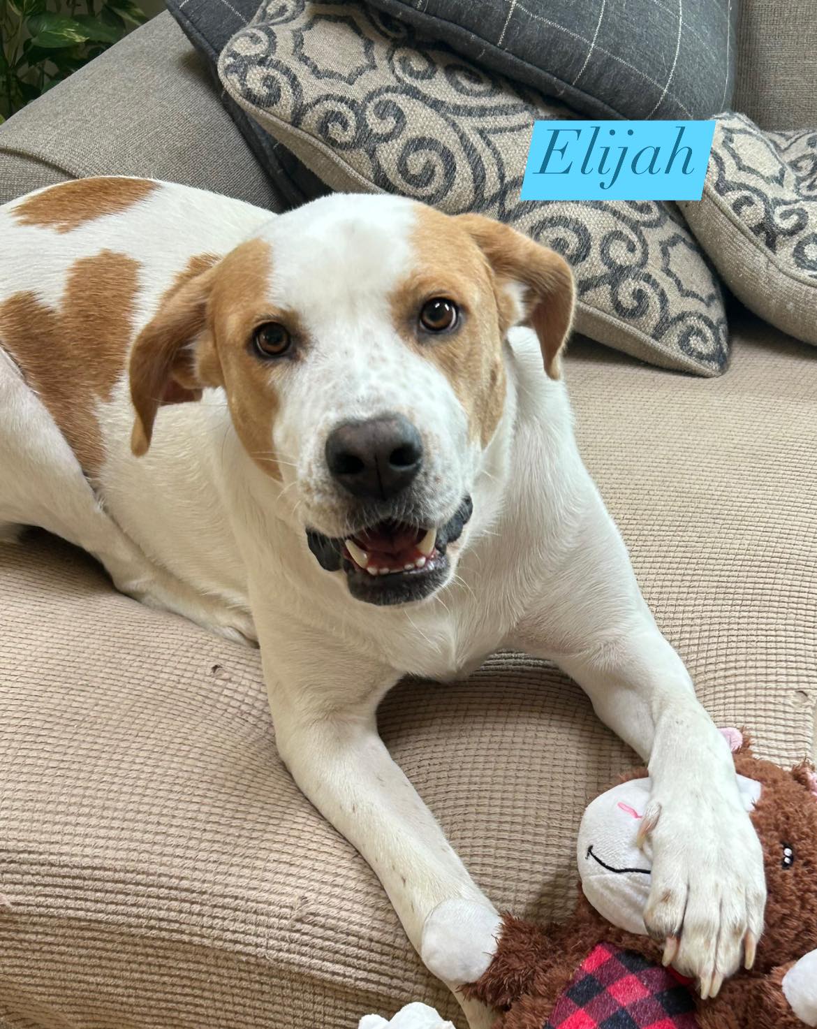 adoptable Dog in Woodbury, NY named ELIJAH