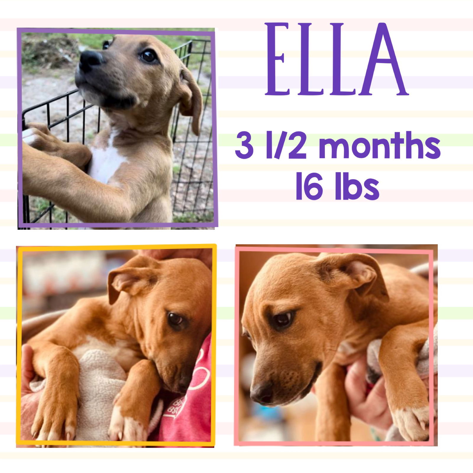 Dog for Adoption - ELLA, a Labrador Retriever in Sleepy Hollow, NY ...