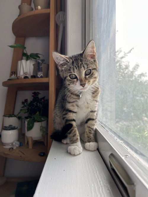PEBBLES
