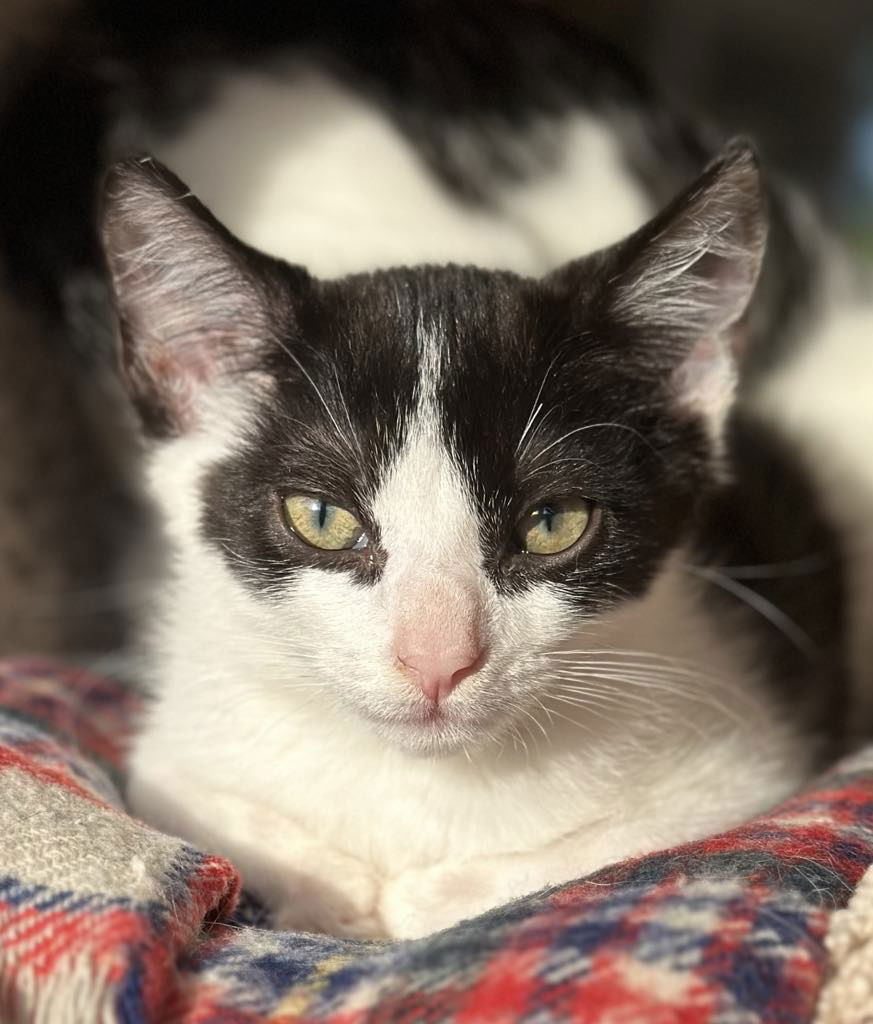 adoptable Cat in Woodbury, NY named BURTON