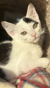 adoptable Cat in Woodbury, NY named KIZZY