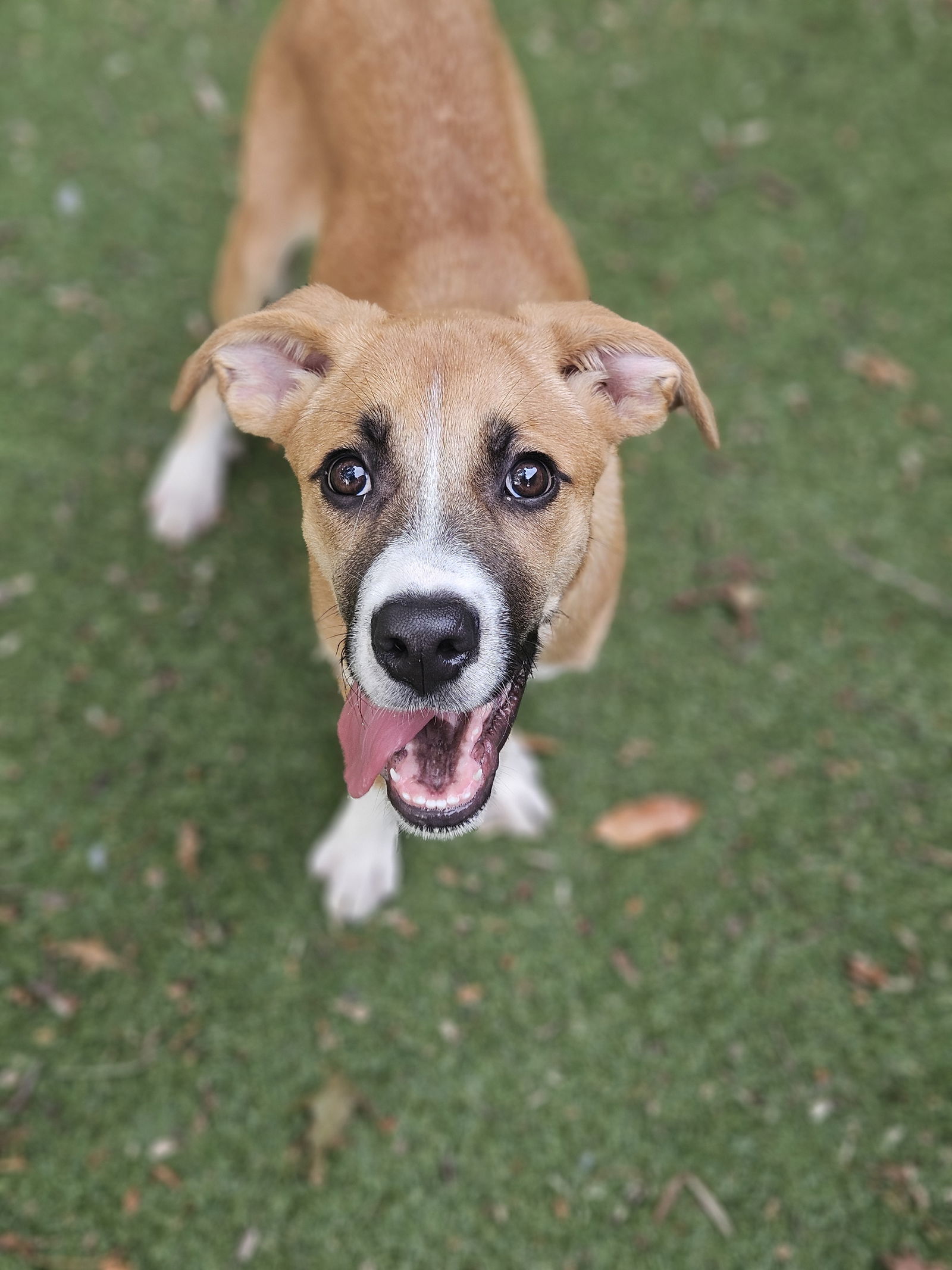 adoptable Dog in Woodbury, NY named ARI