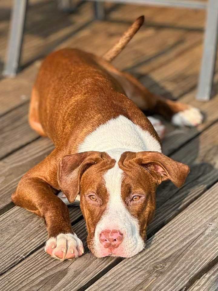 adoptable Dog in Woodbury, NY named DANTE