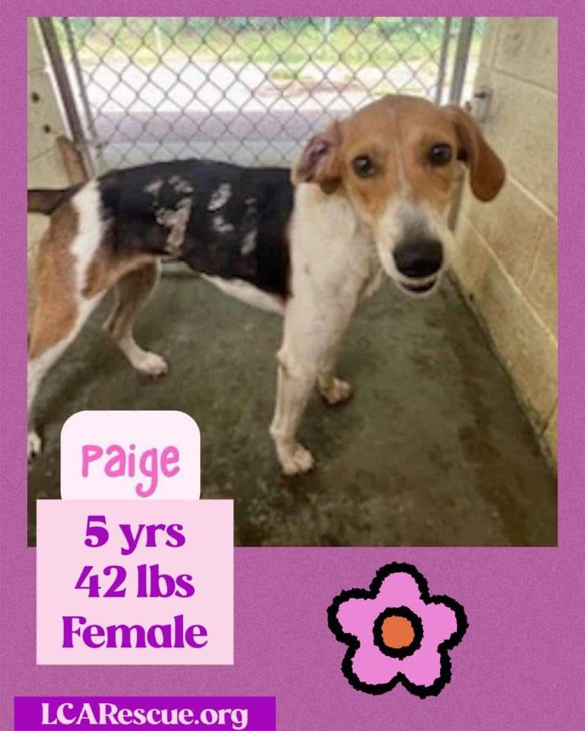 adoptable Dog in Woodbury, NY named PAIGE