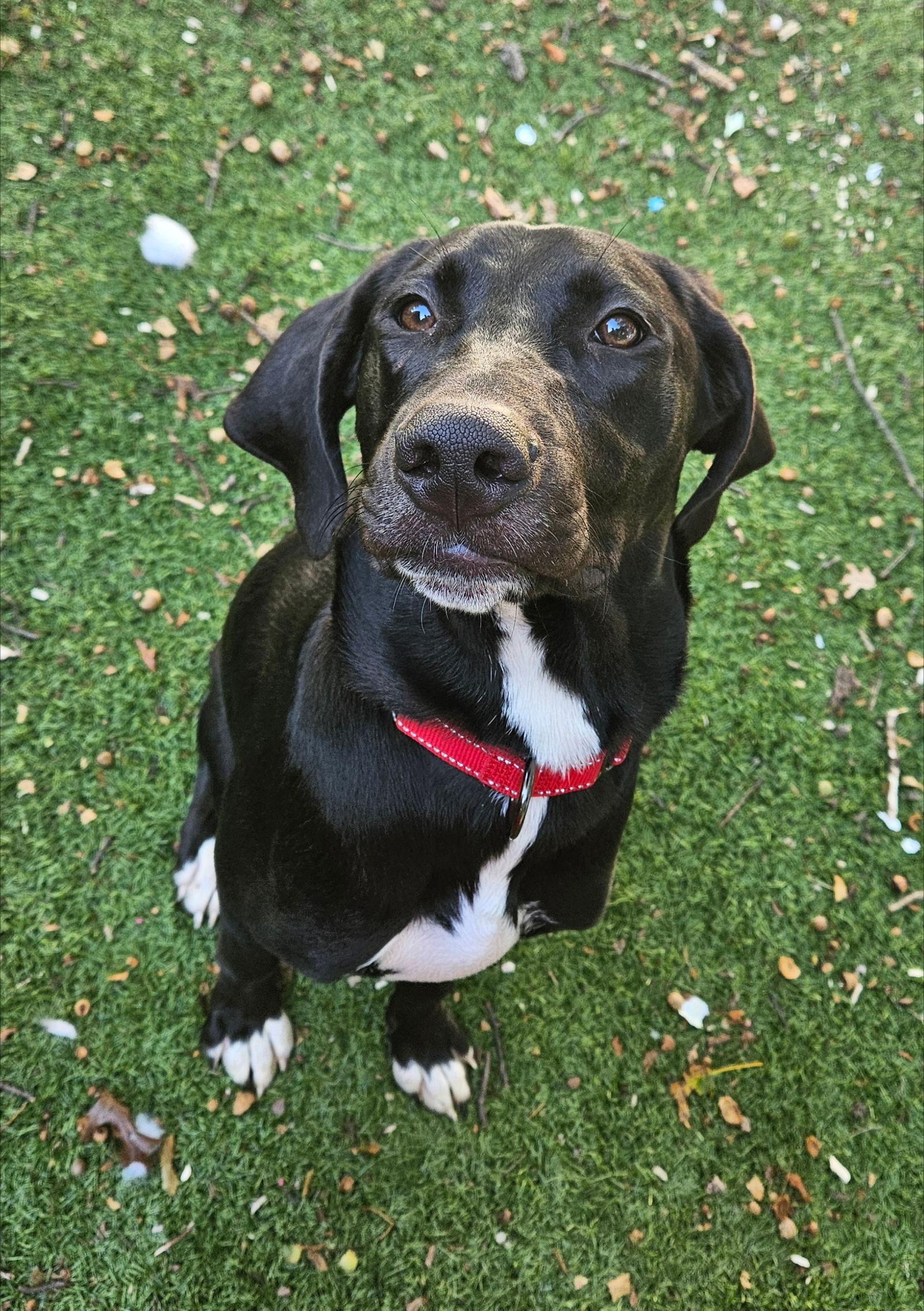 adoptable Dog in Woodbury, NY named ELIO