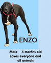 ENZO